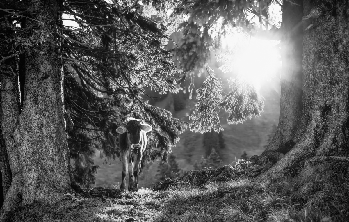 kuhbilder leinwand sepia wandbilder foto kaufen Berge Kuh Braunvieh Vieh Rind Rinder Kühe Viehscheid Alp Alm Abtrieb Bergsommer Oberallgäu
