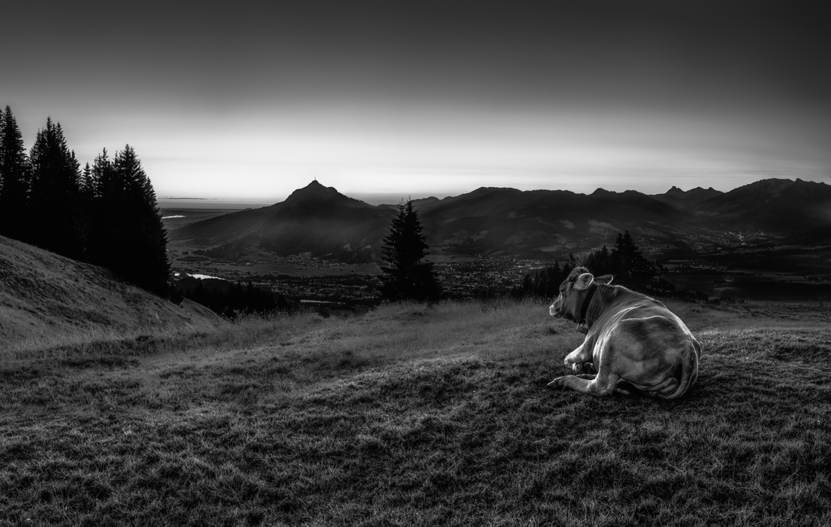 kuhbilder leinwand sepia wandbilder foto kaufen Berge Kuh Braunvieh Vieh Rind Rinder Kühe Viehscheid Alp Alm Abtrieb Bergsommer Allgäu Oberallgäu