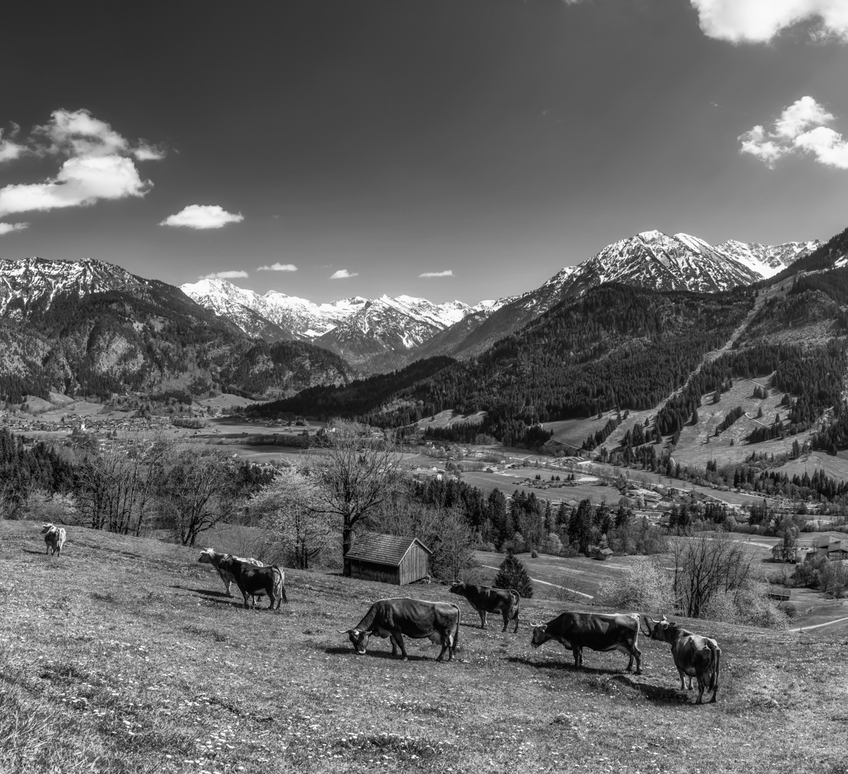 kuhbilder leinwand sepia wandbilder foto kaufen Berge Kuh Braunvieh Vieh Rind Rinder Kühe Viehscheid Alp Alm Abtrieb Bergsommer Oberallgäu wiesen himmel sonne