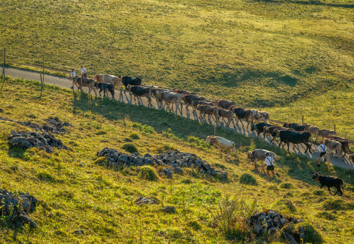 Allgäu Alpen Kuh Braunvieh Vieh Rind Rinder Kühe Viehscheid Alp Alm Abtrieb Bergsommer Obermaiselstein Oberallgäu grün braun