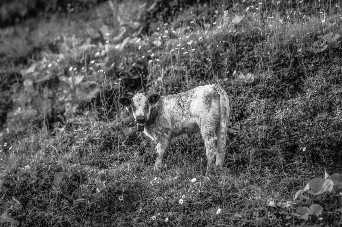kuhbilder leinwand sepia wandbilder foto kaufen Oberstdorf Berge Kuh Kalb Vieh Rind Rinder Kühe Viehscheid Alp Alm Löwenzahn Sommer Oberallgäu wiesen