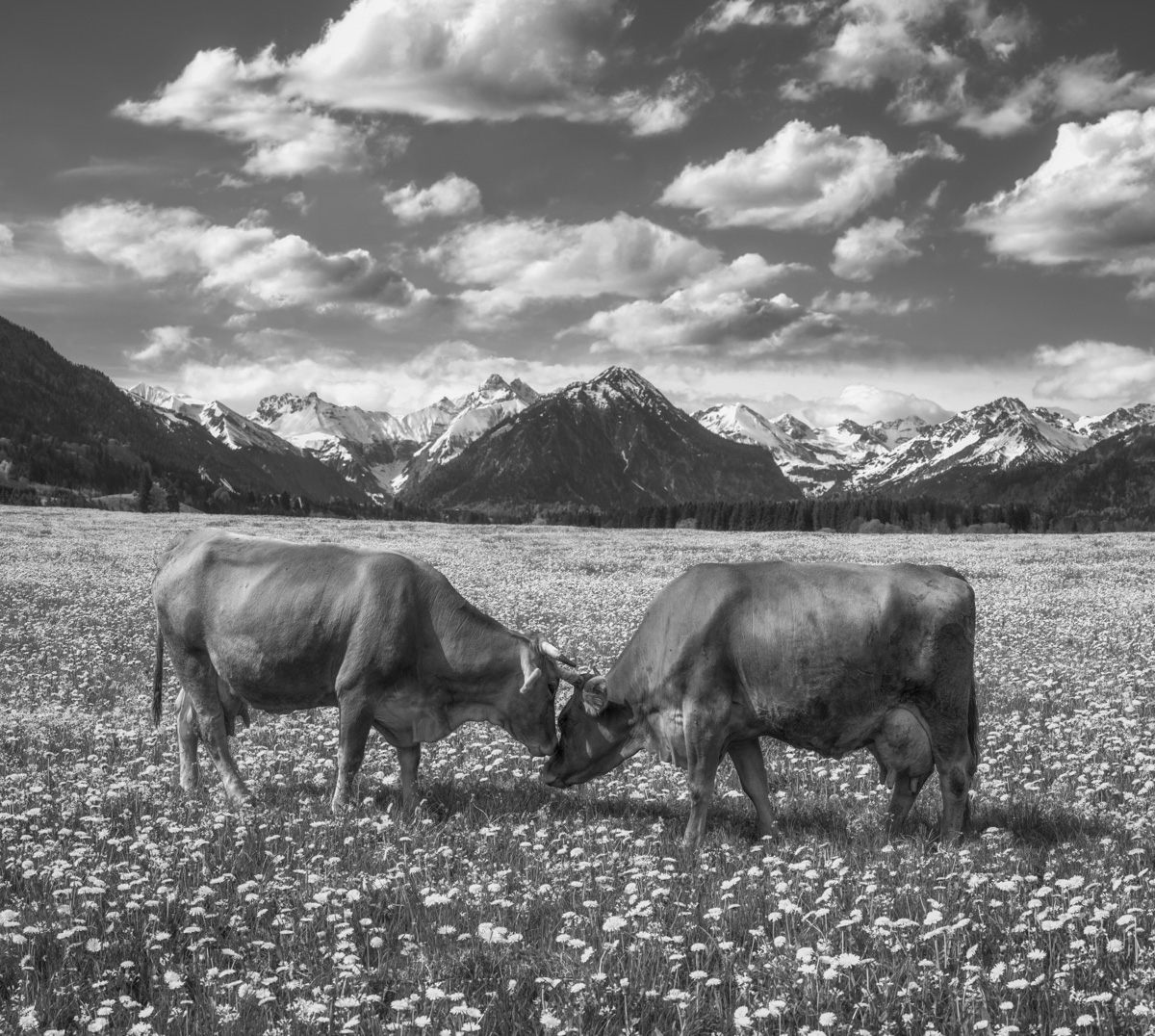 kuhbilder leinwand sepia wandbilder foto kaufen Oberstdorf Berge Kuh Braunvieh Vieh Rind Rinder Kühe Viehscheid Alp Alm Löwenzahn Frühling Rubi Oberallgäu wiesen himmel sonne