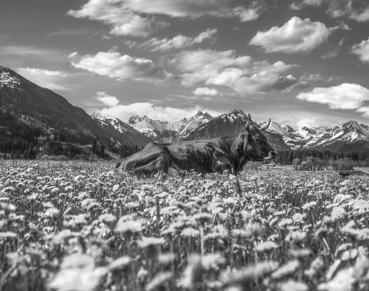 blumenbilder blumen Panorama Allgäu Alpen Oberstdorf Berge Kuh Braunvieh Vieh Rind Rinder Kühe Viehscheid Alp Alm Löwenzahn Frühling Rubi Oberallgäu grüne wiesen blauer himmel sonne