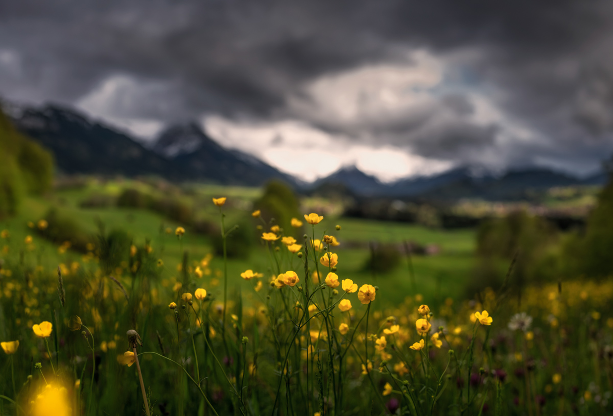 blumenbilder blumen Malerwinkel Gewitter Altstädten Licht Frühling Blumen Löwenzahn Berge Oberallgäu Allgäu grün schwarz
