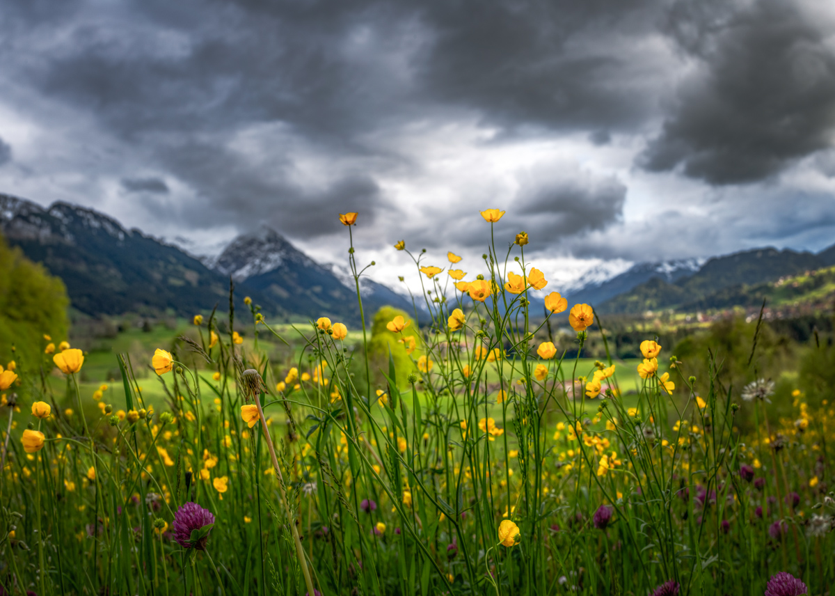 blumenbilder blumen Malerwinkel Gewitter Altstädten Licht Frühling Blumen Löwenzahn Berge Oberallgäu Allgäu grün gelb