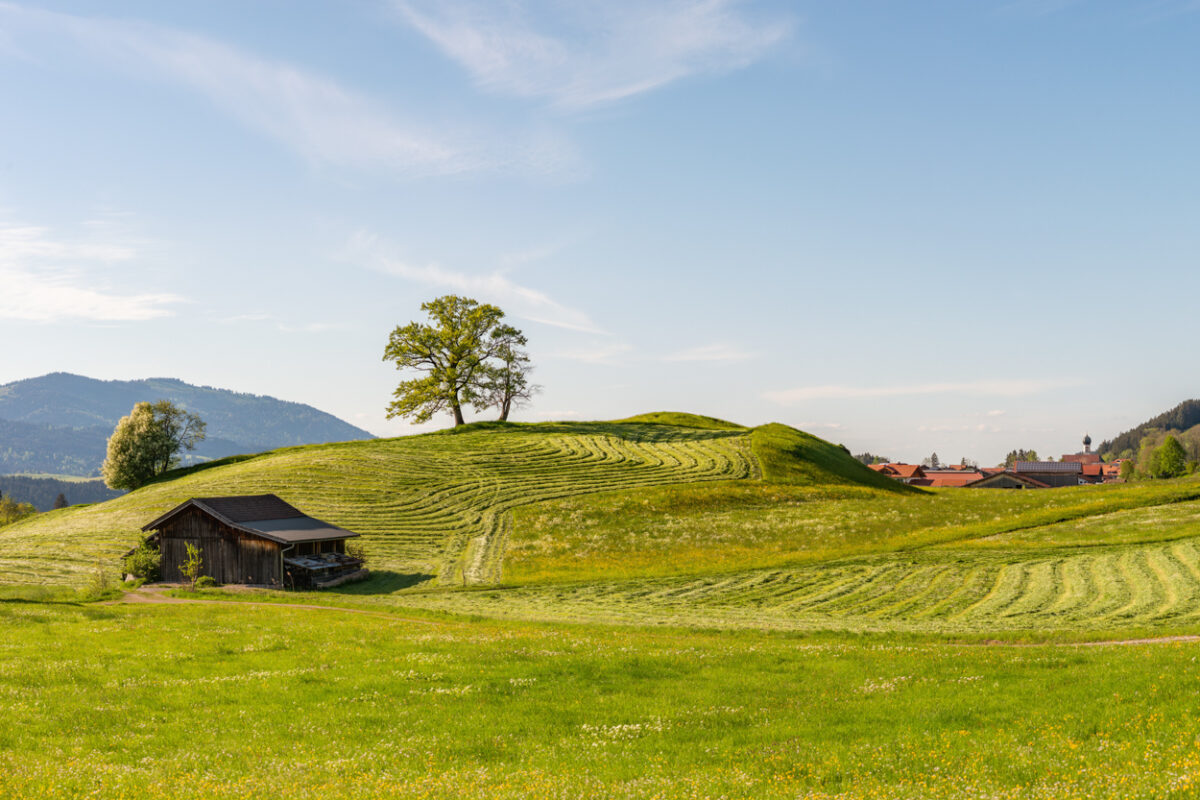 846 reichenbach schöllang frühling baum allgäu grün blau feld wiese mähen