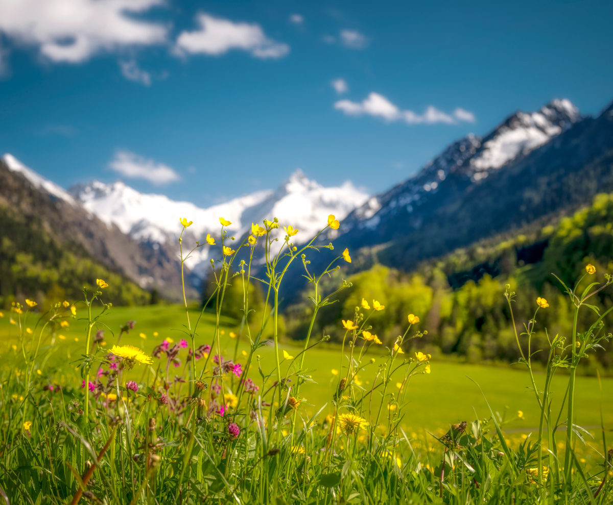 blumenbilder blumen Allgäu Alpen Berge Dietersberg Oberstdorf Trettach Stillach Frühling Spring Oberallgäu Mädelegabel Blumen Löwenzahn grüne wiesen blauer himmel gelb