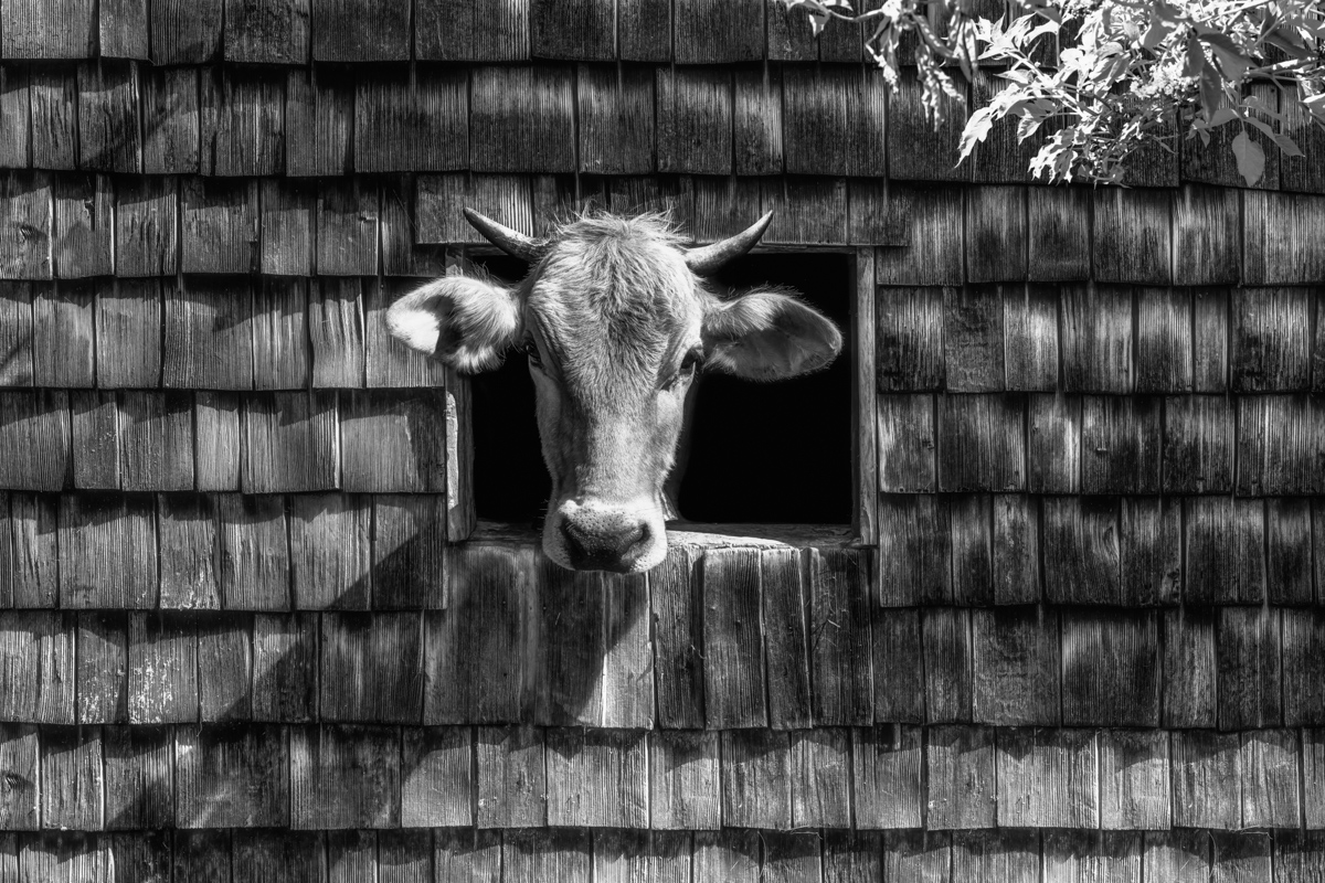 kuhbilder leinwand schwarz weiß wandbilder foto kaufen Berge Kuh Braunvieh Vieh Rind Rinder Kühe Viehscheid Alp Alm Abtrieb Bergsommer
