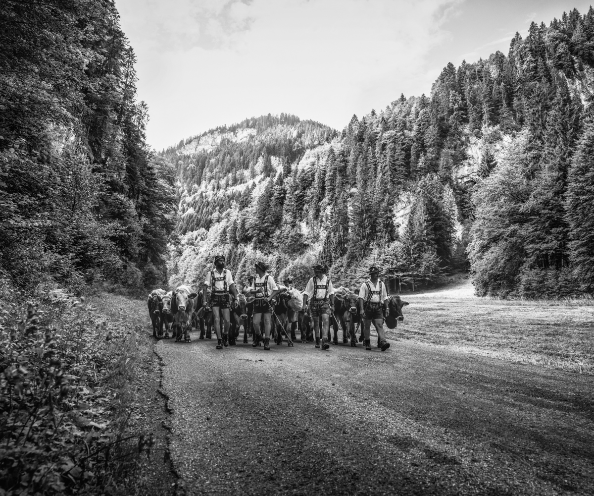 Panorama Allgäu Alpen Berge Kuh Braunvieh Vieh Rind Rinder Kühe Viehscheid Alp Alm Abtrieb Bergsommer Oberstdorf Oberallgäu orange