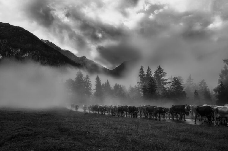 Schwarz-Weiß Bilder