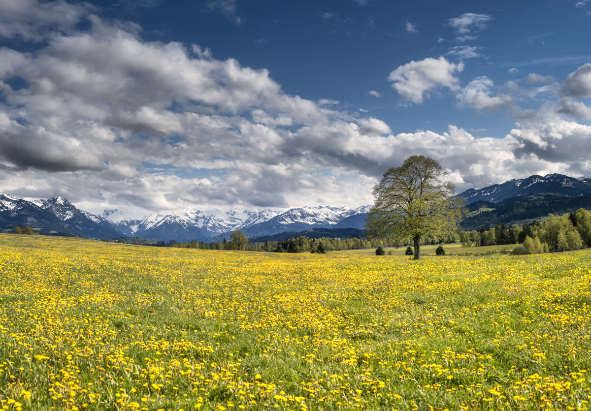 landschaftsbild Allgäu Alpen Berge Oberallgäu Greggenhofen Rettenber grüne wiesen löwenzahn gelb verschneite berge blauer himmel frühling sonne