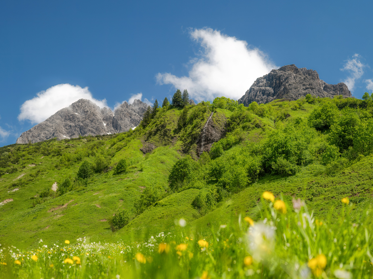 866 Sommer Allgäu Berge blau blumen blumenbilder Oytal Großer Wilder grün Oberstdorf_