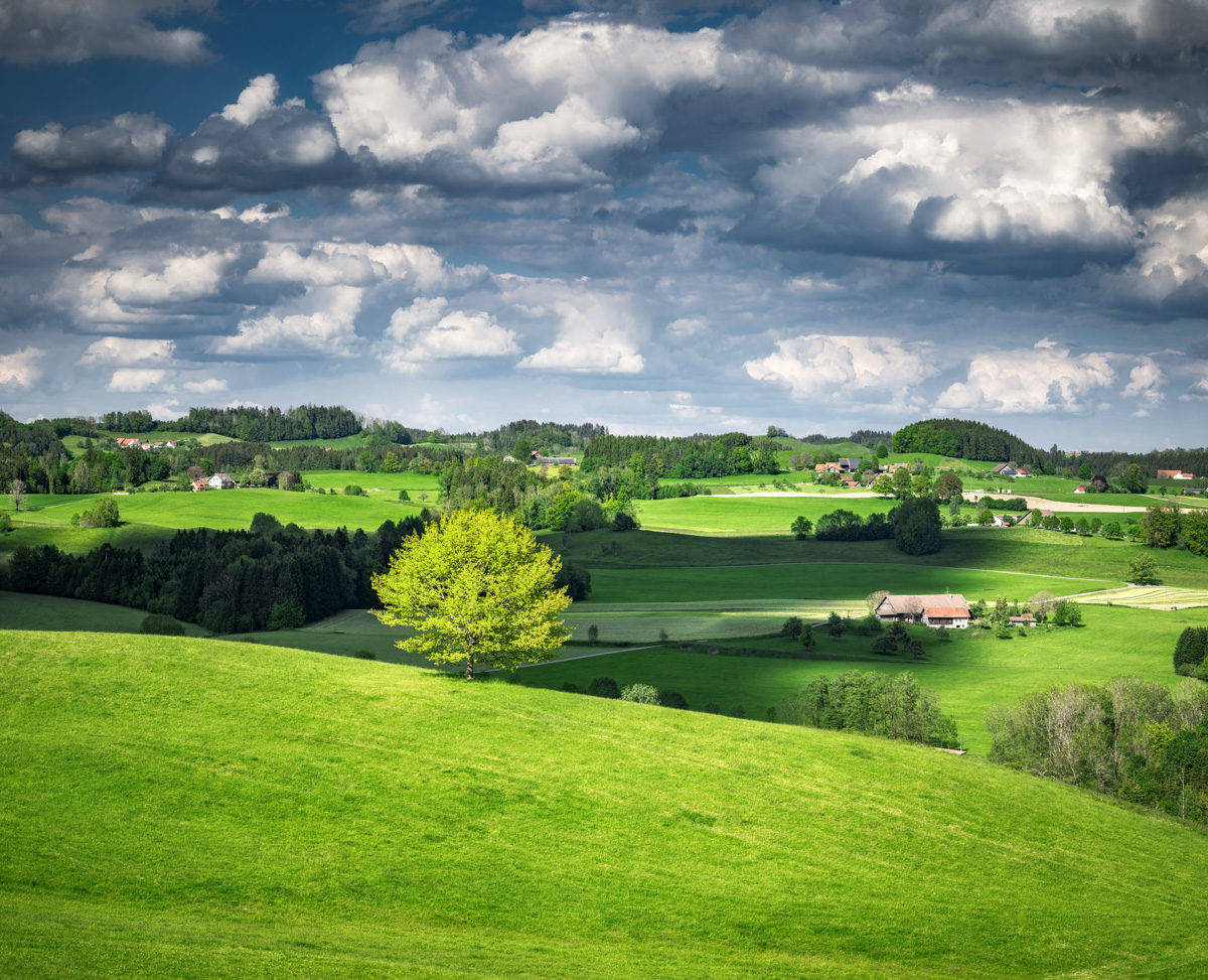 Panorama Allgäu Alpen Feld Wiese Löwenzahn Frühling Westallgäu blauer Himmel Grüne Wiesen blauer himmel sonne